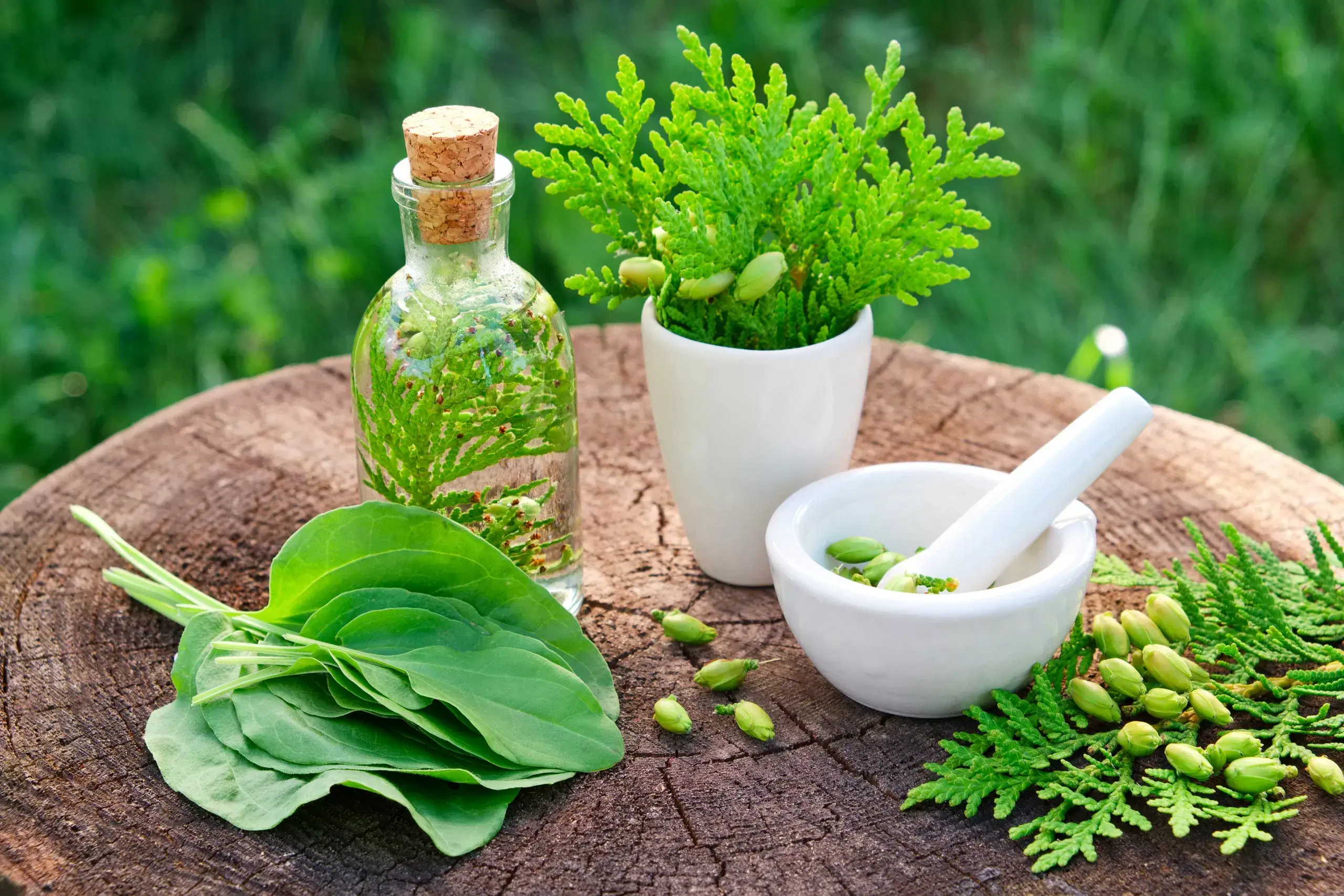 Best ayurvedic franchise company in panchkula